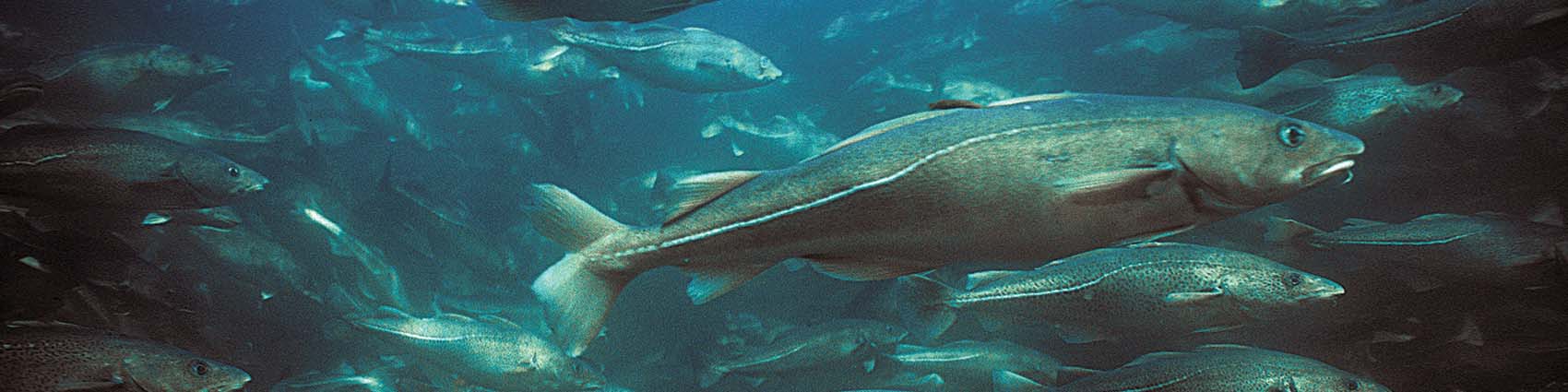 Ochrona środowiska a zmiany klimatu | Spadek liczebności ryb w Bałtyku | Malejąca populacja ryb w Morzu Bałtyckim